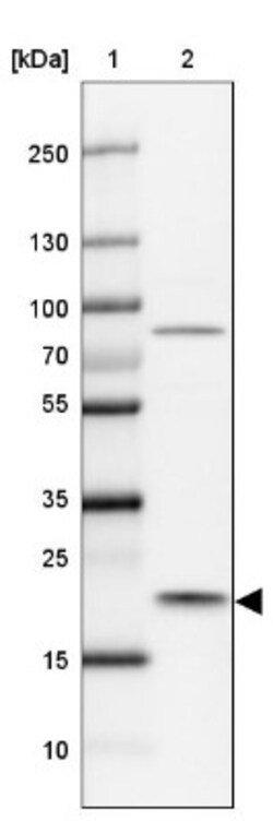 Max Antibody, Novus Biologicals:Antibodies:Primary Antibodies
